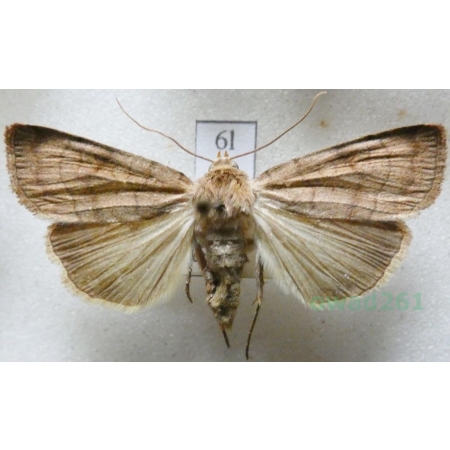 Lacanobia splendens (Hübner, 1808) Czech6l